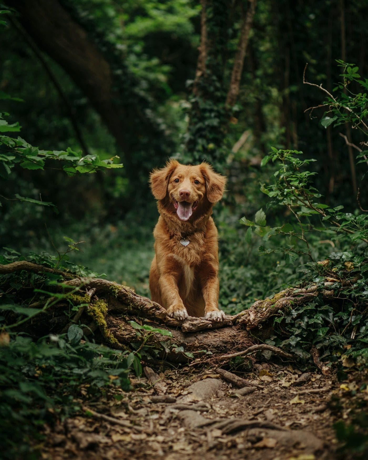 Devenir pet sitter en Suisse romande