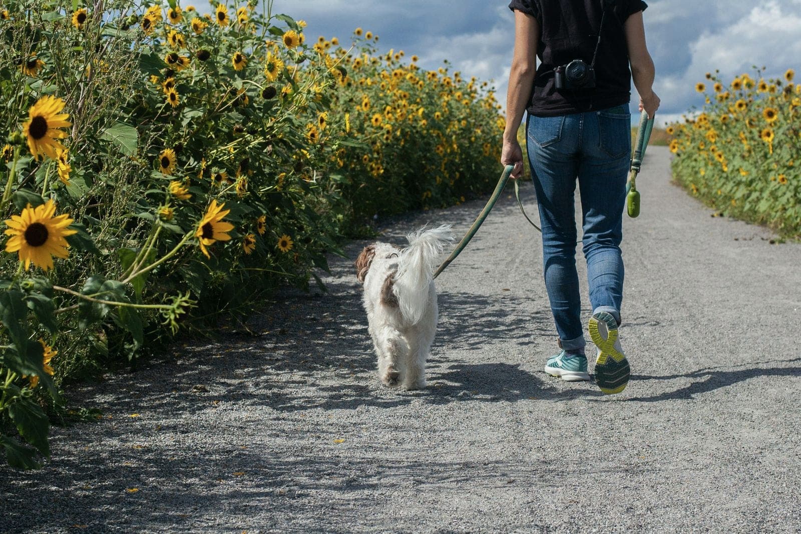 Garde d'animaux pendant les vacances en Suisse