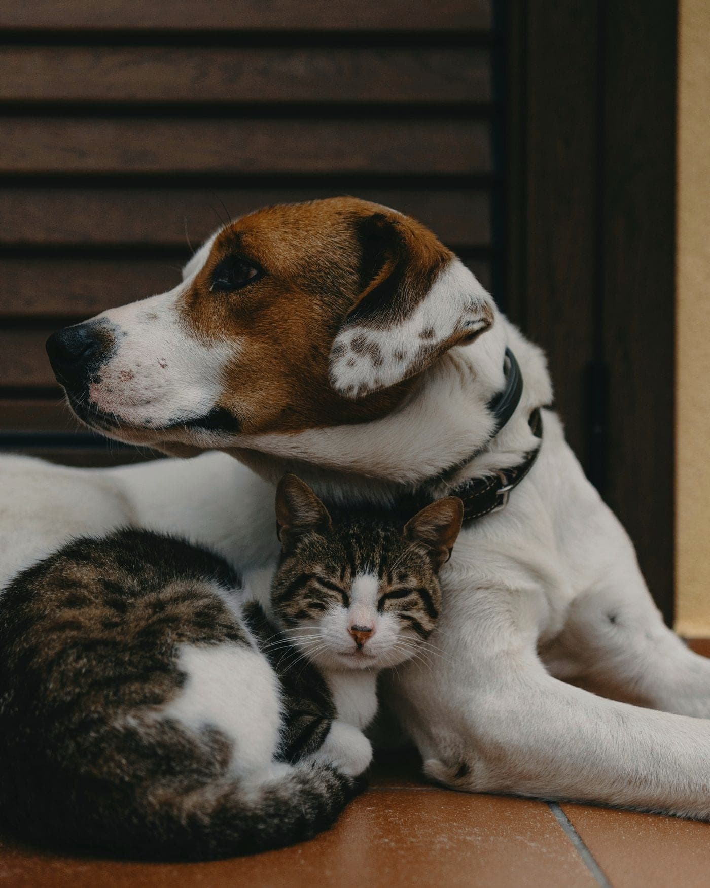 Chien et chat détendus ensemble lors d'une garde à domicile