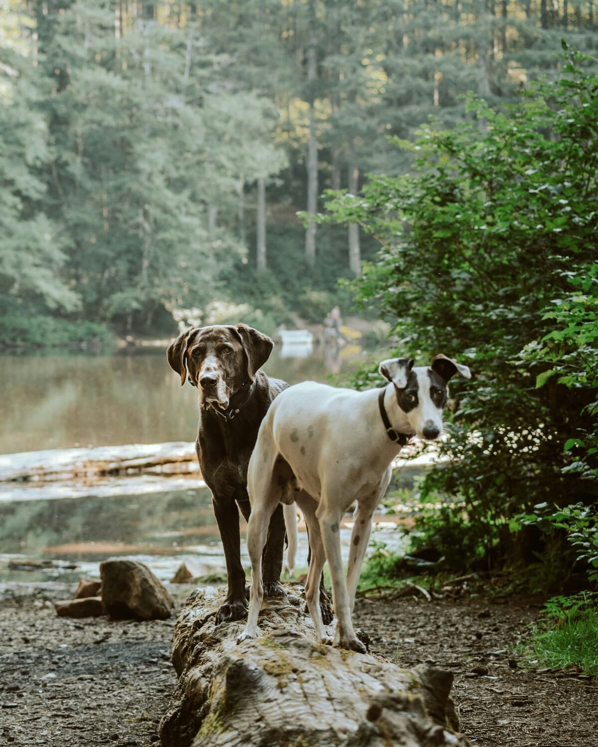 Deux chiens en promenade au bord d'un lac en Suisse
