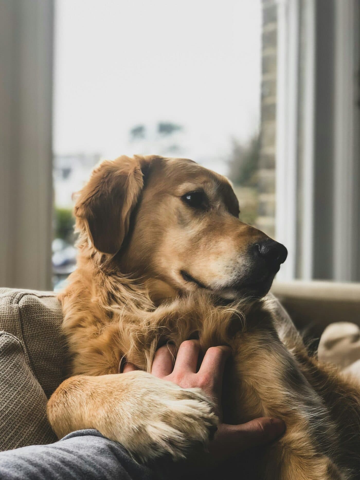 Chien posant sa tête avec confiance sur la main de son propriétaire