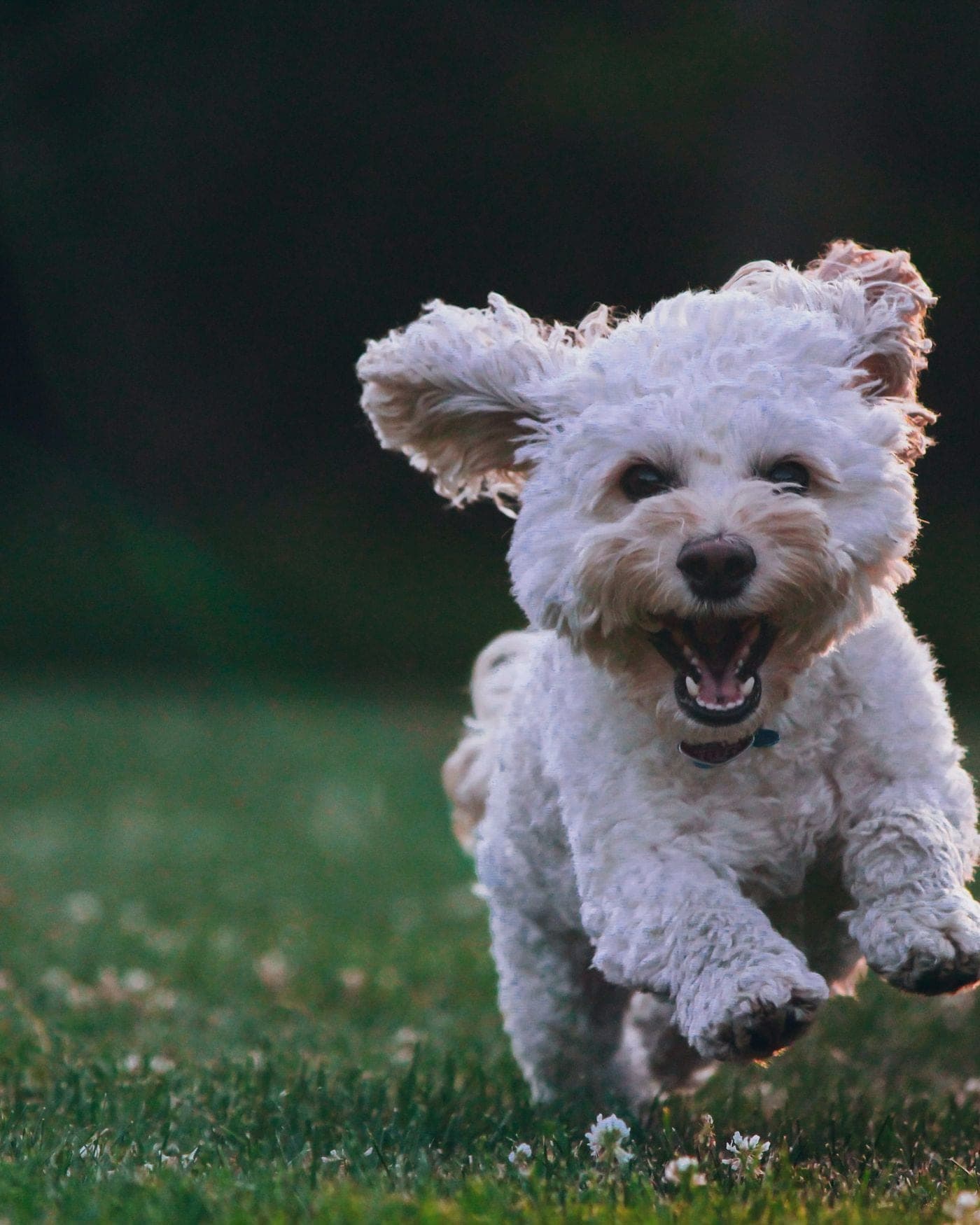 Chien heureux courant dans l'herbe, gardé par un pet sitter en Suisse