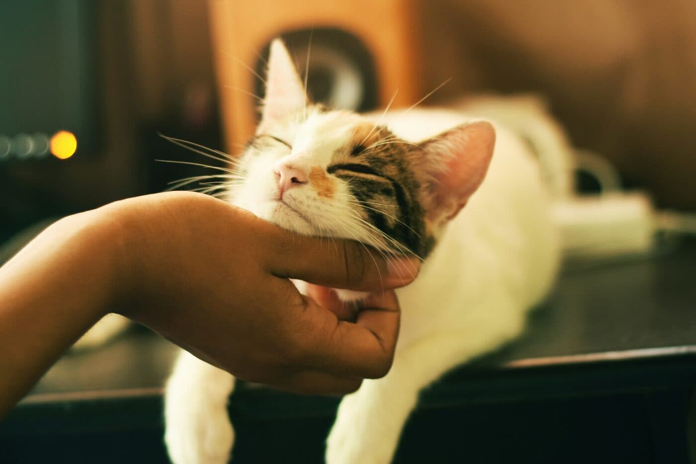 Hand stroking a relaxed, trusting cat