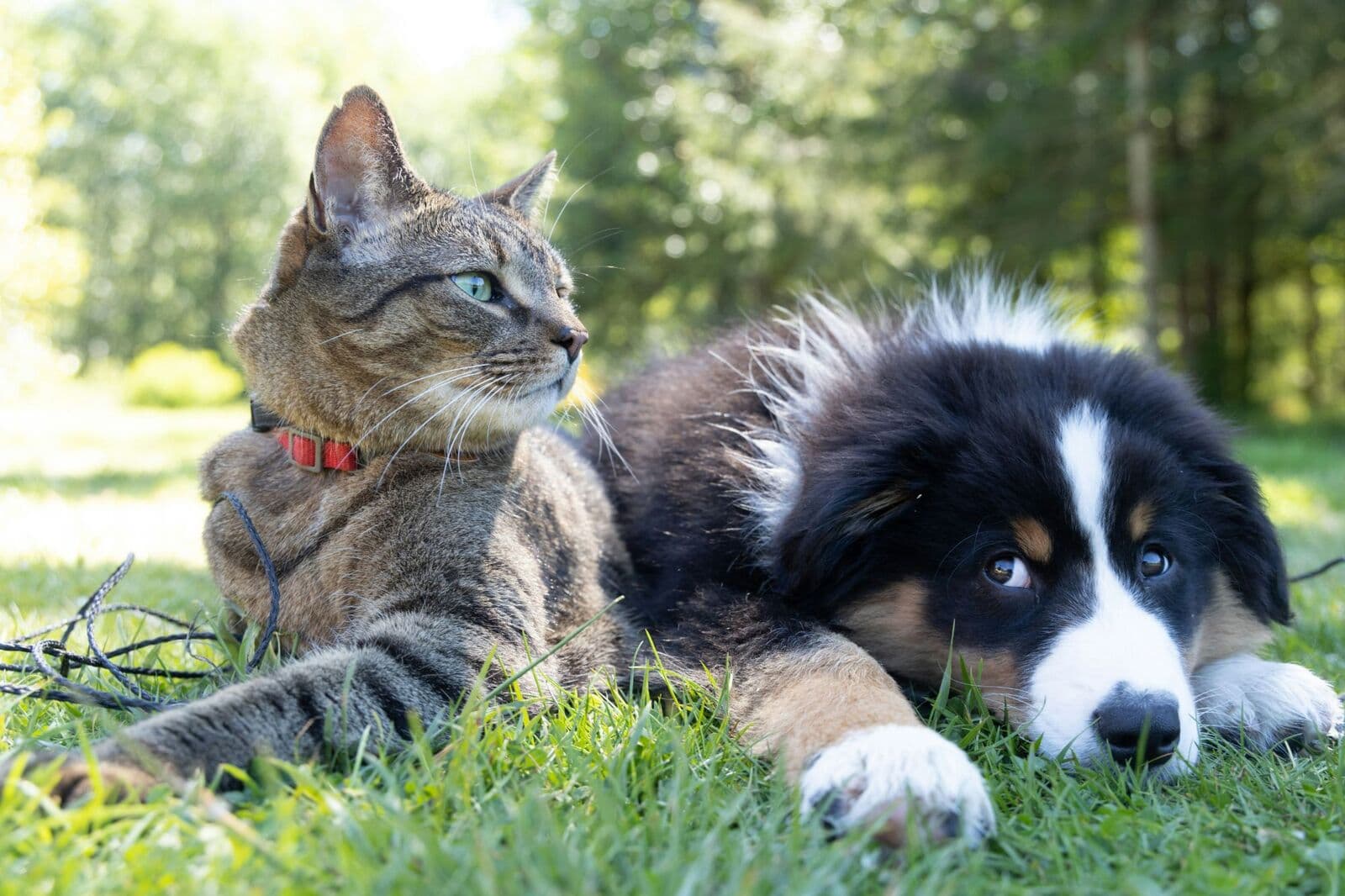 Un chat et un chien au repos côte à côte dans l'herbe, par une journée ensoleillée