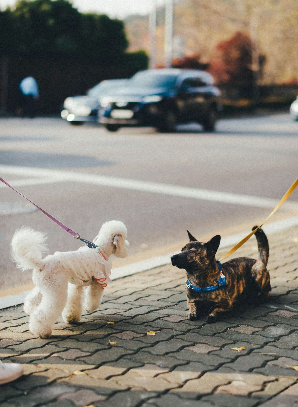 Deux chiens en promenade qui se rencontrent